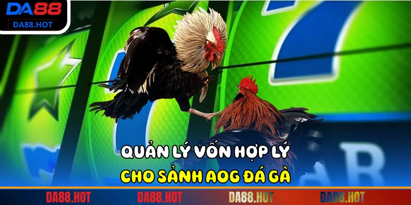 Quản lý vốn hợp lý cho sảnh AOG đá gà